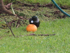Prosthemadera novaeseelandiae
