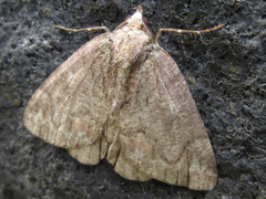 Dindica virescens