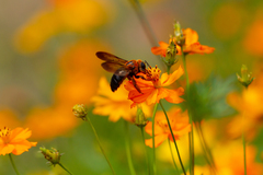 Xylocopa ruficeps