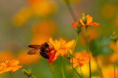 Xylocopa ruficeps