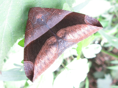 Bastilla maturata