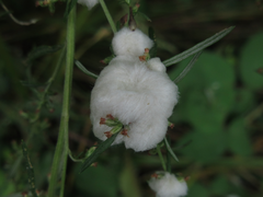 Rhopalomyia giraldii