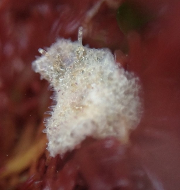 Hoploplana californica