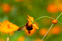 Xylocopa ruficeps