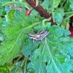 Monistria discrepans