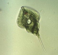 Phacus helicoides