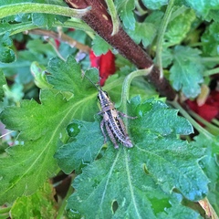 Monistria discrepans