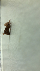 Triodia sylvina