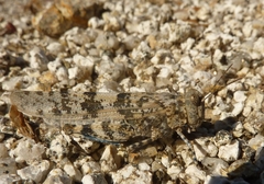 Sphingonotus corsicus