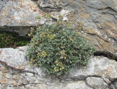 Potentilla oweriniana