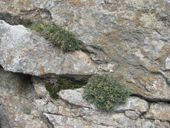 Potentilla oweriniana