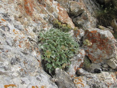 Potentilla oweriniana