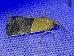 Ponometia clausula