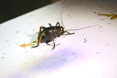 Deinacrida tibiospina