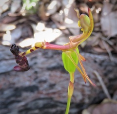 Drakaea livida