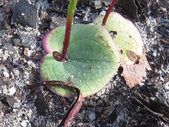 Drakaea livida