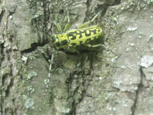 Photo of Ladder-marked Longhorn Beetle (Saperda scalaris)