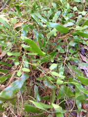Lygodium articulatum