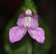 Disperis virginalis