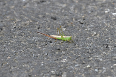 Conocephalus exemptus