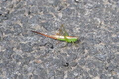 Conocephalus exemptus