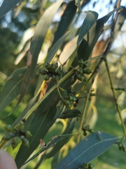 Eucalyptus goniocalyx