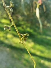 Eucalyptus goniocalyx