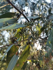 Eucalyptus goniocalyx