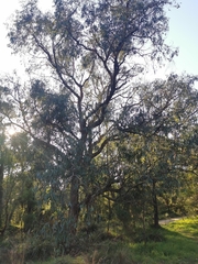 Eucalyptus goniocalyx