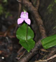 Disperis virginalis