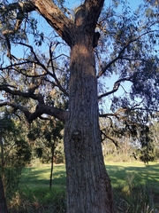 Eucalyptus goniocalyx