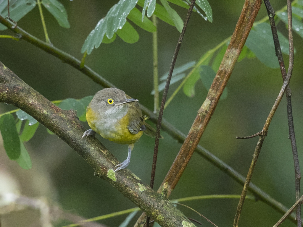 Yellow Longbill