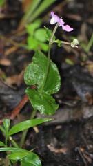 Disperis virginalis