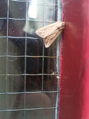 Noctuinae