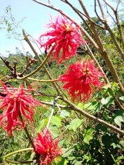 Erythrina abyssinica