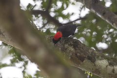Malimbus rubricollis