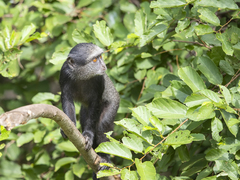 Cercopithecus mitis mitis