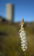 Bulbinella trinervis