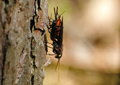 Urocerus cressoni