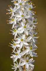 Bulbinella trinervis