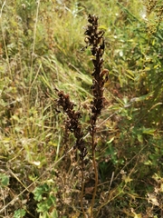 Pedicularis uralensis