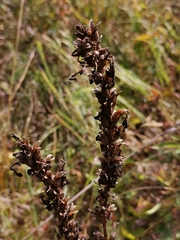 Pedicularis uralensis