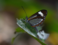 Dismorphia theucharila