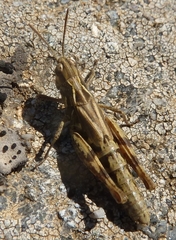 Chorthippus corsicus