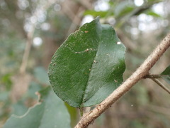 Dovyalis longispina