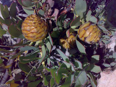 Leucadendron arcuatum