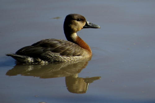 White-faced Whistling-Duck