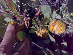 Leucadendron arcuatum