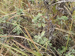 Helichrysum panduratum