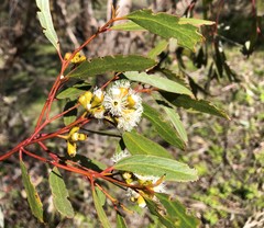 Eucalyptus gracilis